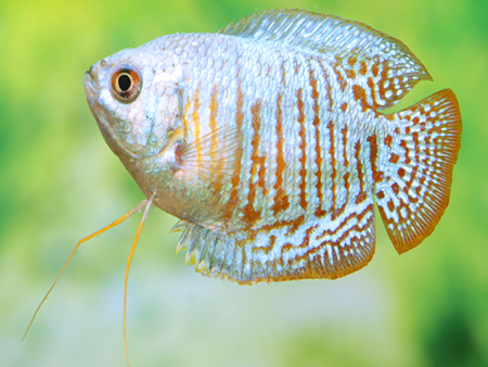 Dwarf Gourami (Slide 3)