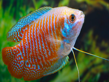 Dwarf Gourami (Slide 4)