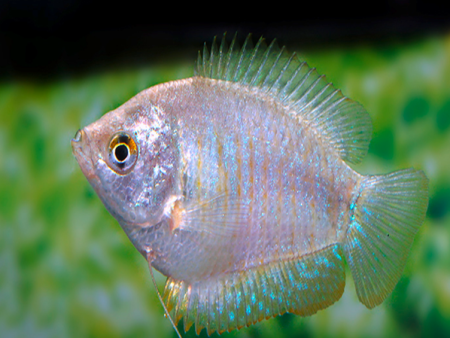 Dwarf Gourami (Slide 5)