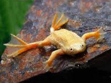 Dwarf Underwater Frog Golden