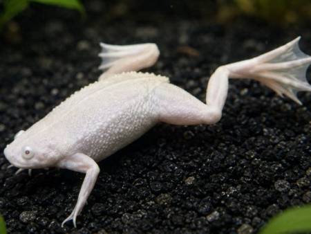 Dwarf Underwater Frog Platinum