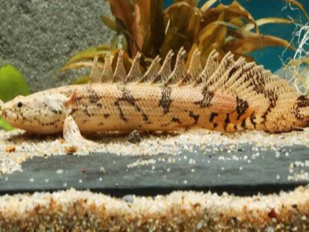 Endlicheri Bichir