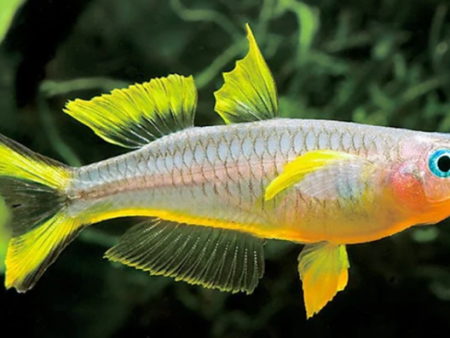 Forktail Rainbow