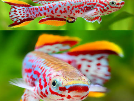Gardneri Killifish