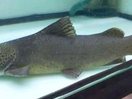 Gilded Catfish