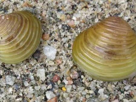 Golden Clam