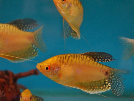 Golden Gourami
