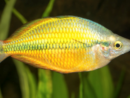 Golden Rainbow