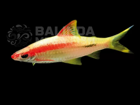 Golden Roseline Barb