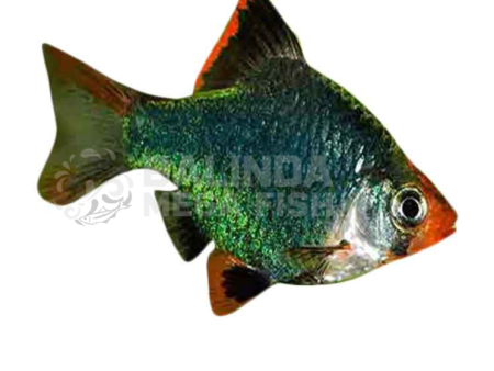 Green Tiger Barb