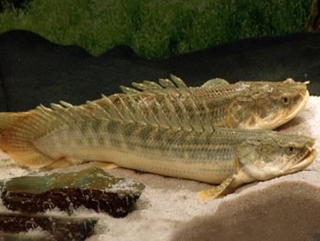 Guinean Bichir