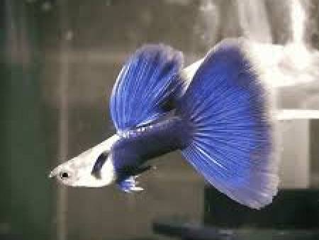 Half Blue Neon Guppy