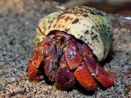 Hermit Crab