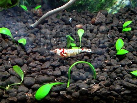 Hinomaru Shrimp