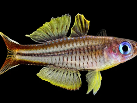 Ivansoff Rainbow