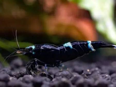 King Kong Shrimp