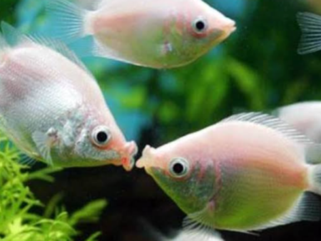 Kissing Gourami