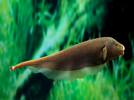 Knifefish Brown Ghost