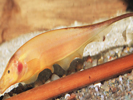 Knifefish Golden Ghost