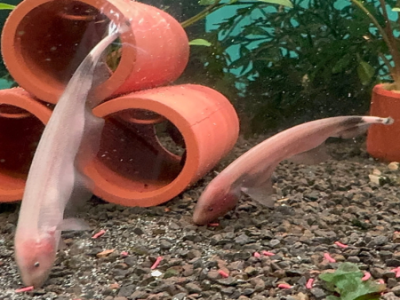 Knifefish White Ghost