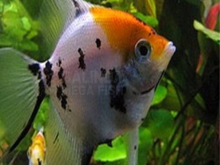 Koi Angelfish