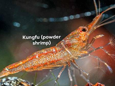 Kungfu (Powder) Shrimp