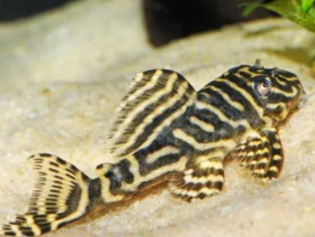 L129  Colombian Zebra