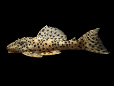L172A  Golden Vampire Pleco