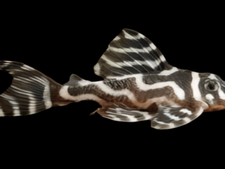 L173B  Thin Striped Zebra