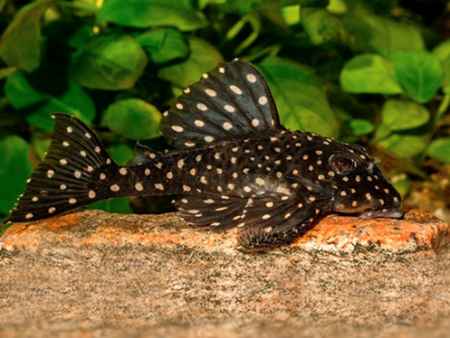 L201  Orinoco Angel Pleco