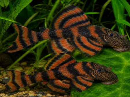 L397  Alenquer Tiger Pleco