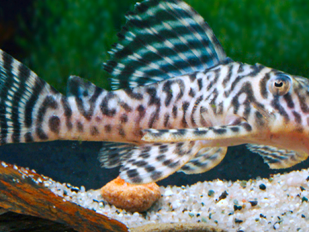 L66  King Tiger Pleco