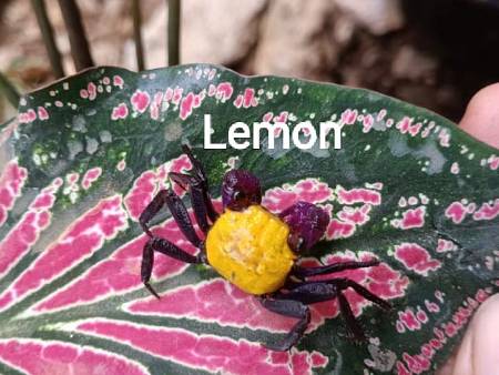Lemon Crab