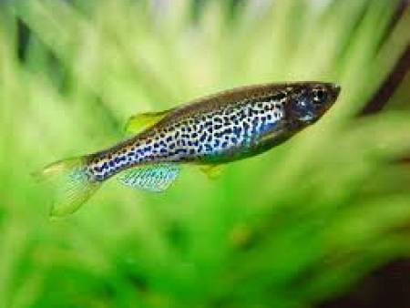 Leopard Danio