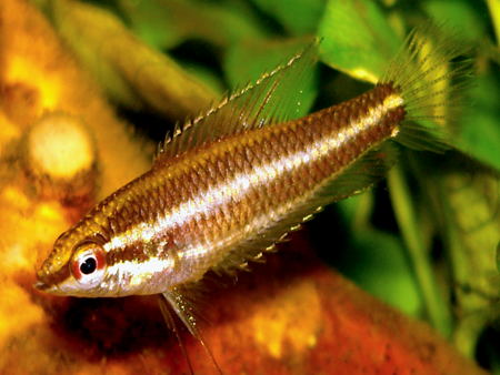 Licorice Gourami
