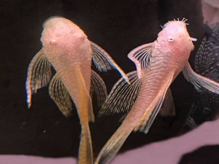 Longfin Albino Ancistrus L144