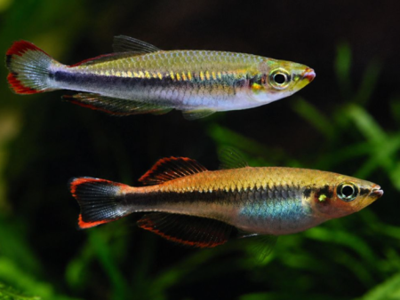 Madagascar Rainbow