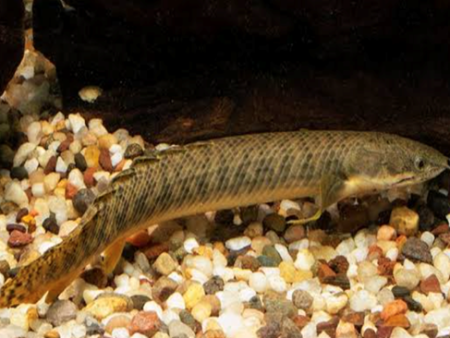 Marble Bichir