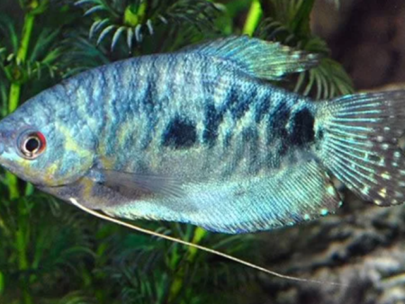 Marble Opaline Gourami
