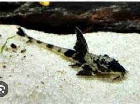Marble Whiptail