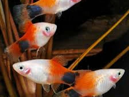 Mickey Mouse Platy
