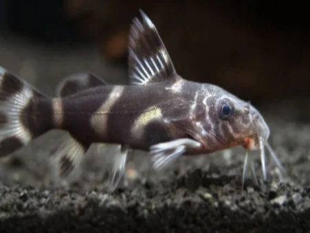 Mustard Synodonty