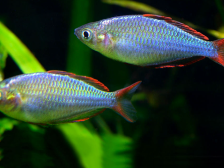 Neon Dwarf Rainbow