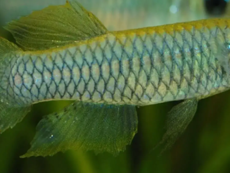 Normans Lampeye Killifish