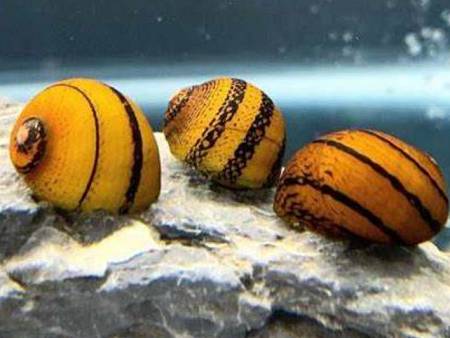 O-ring Snail
