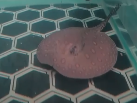 Ocellate River Stingray (Slide 1)