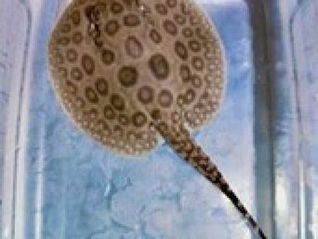 Ocellate River Stingray (Slide 2 & 3)