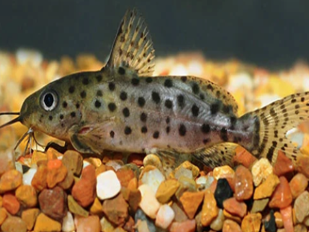 Ocellated Synodontys