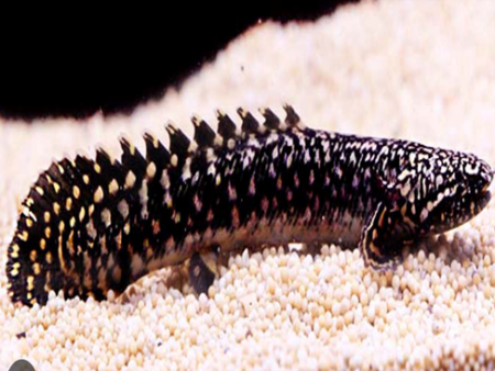 Ornate Bichir