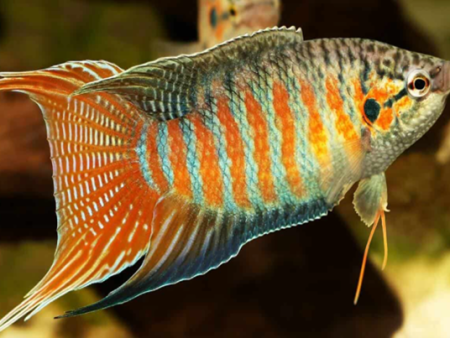 Paradise Fish